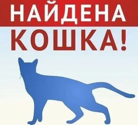 Найдена кошка на трамвайной остановке (Саперная) - Животные в Саратов