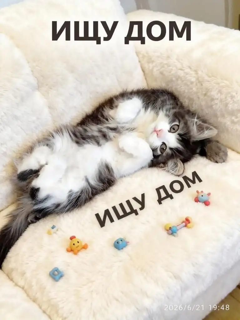Маленькая Мила ищет дом - Кошки (Животные) в Саратов