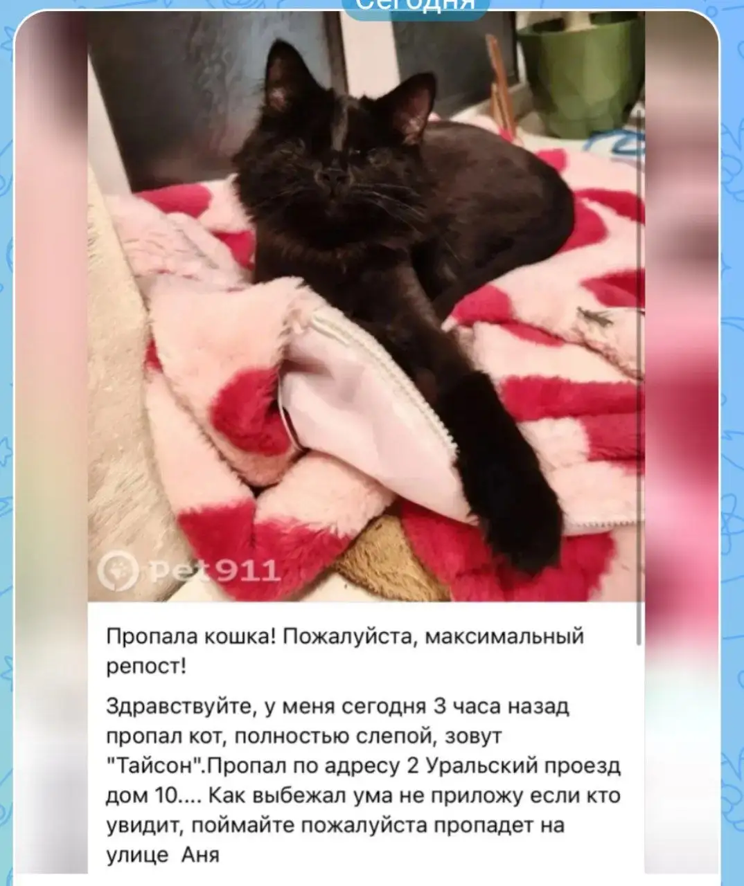 Черный | chat: Потеряшки - Потеряшки (Животные) в Саратов