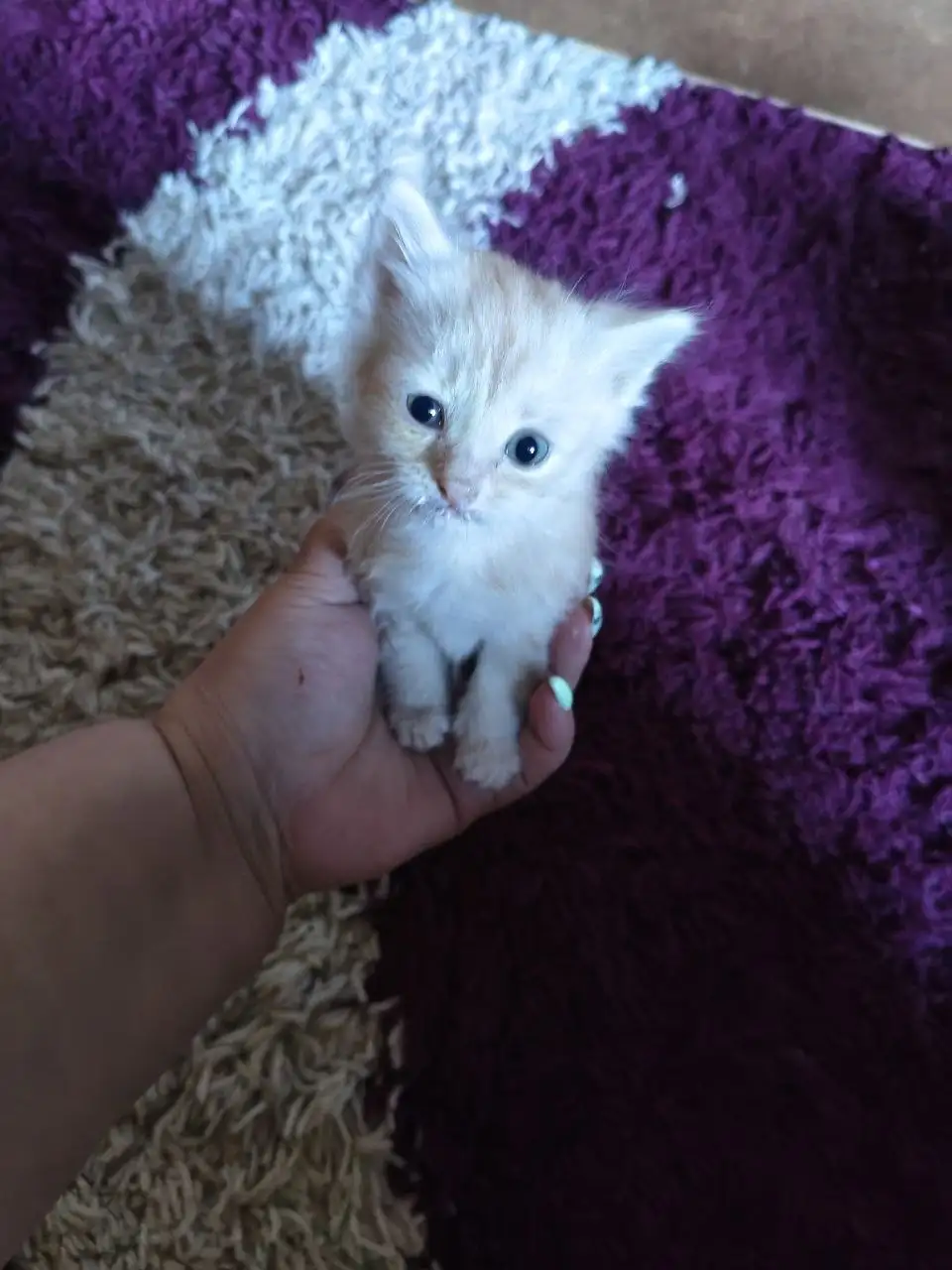 Срочно! Нужна помощь котенку - Кошки (Животные) в Саратов