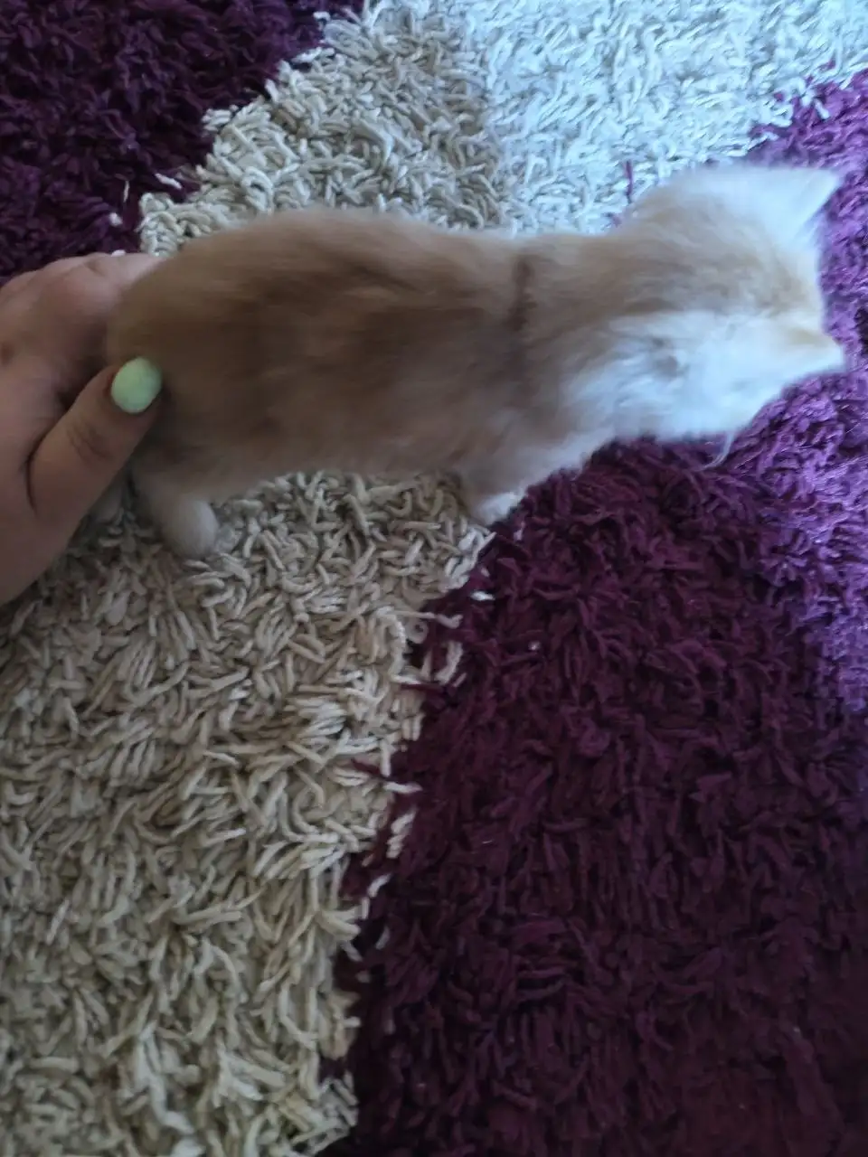 Срочно! Нужна помощь котенку - Кошки (Животные) в Саратов