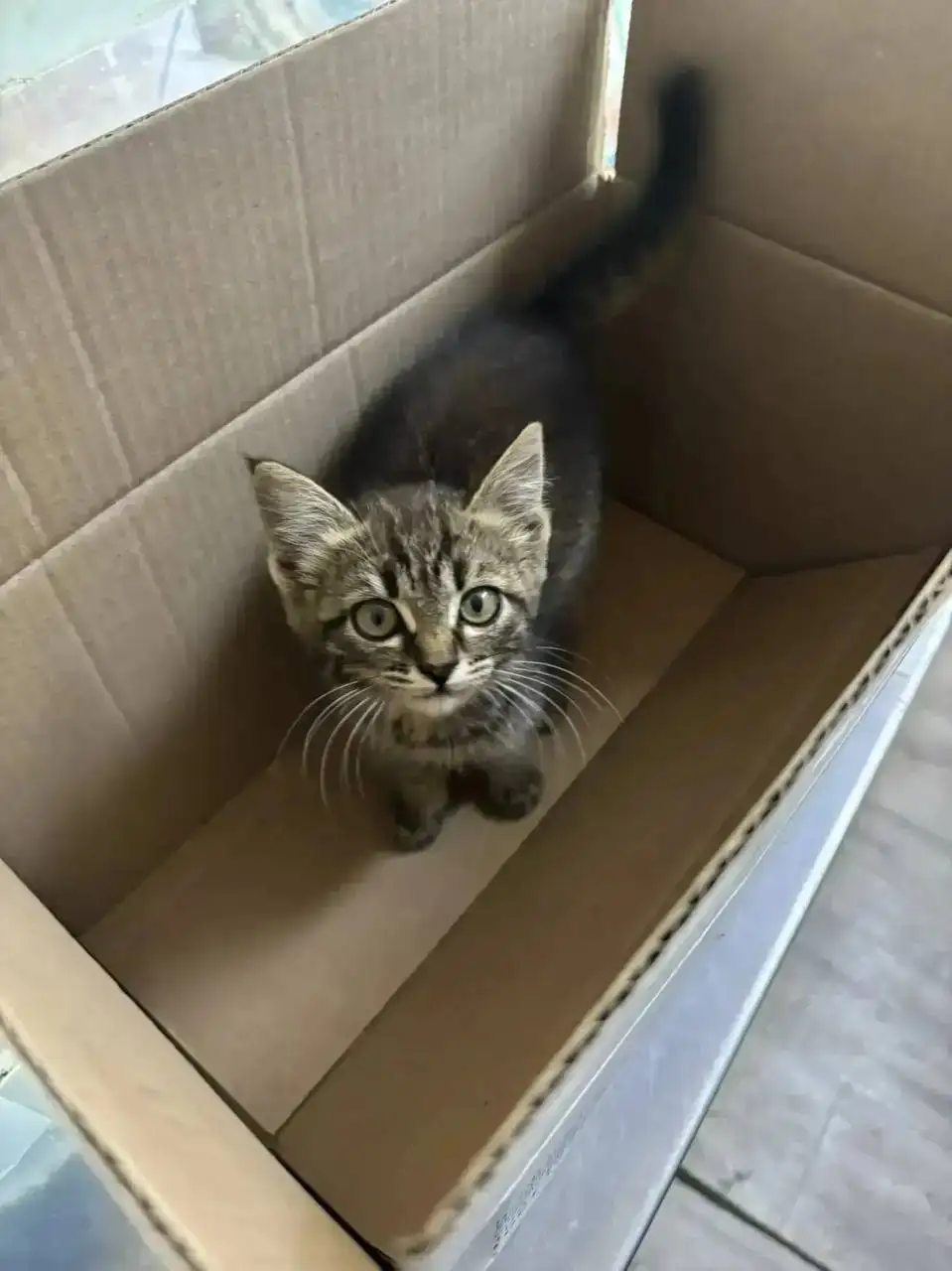 Котенок ищет дом - Кошки (Животные) в Саратов