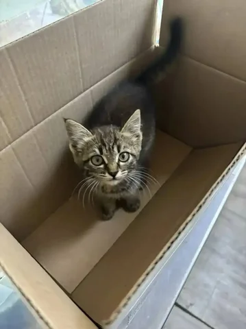 Котенок ищет дом - поиск животного в Саратов