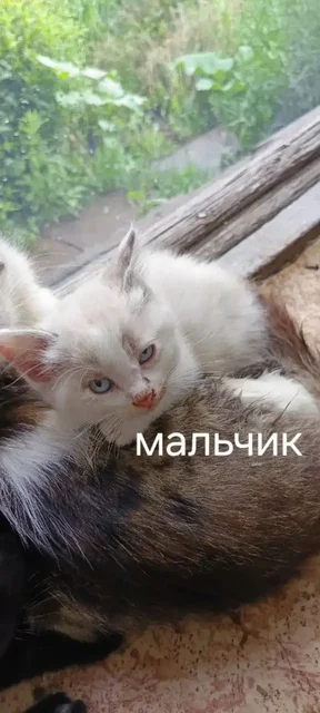 Срочно нужен дом для котят - частное объявление в Саратов