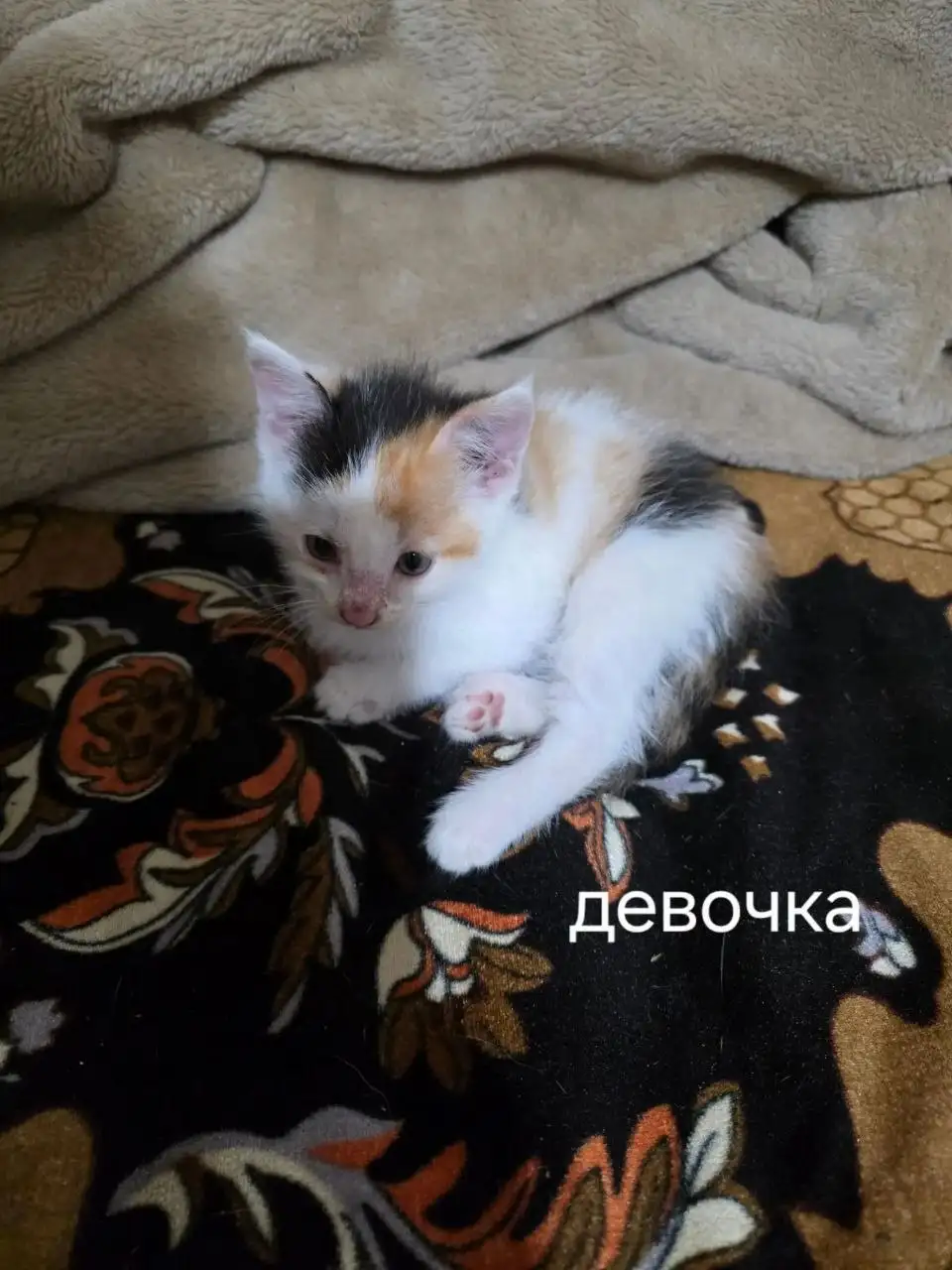 Срочно нужен дом для котят - Барахолка в Саратов
