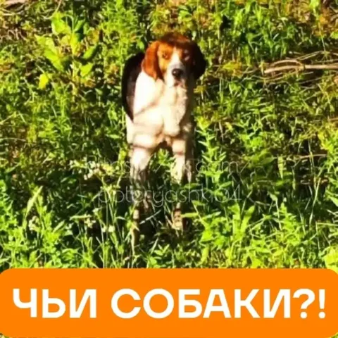Потерялись хромающие гончие - поиск животного в Саратов
