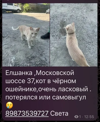 Потеряшка: бежевый питомец - Животные в Саратов