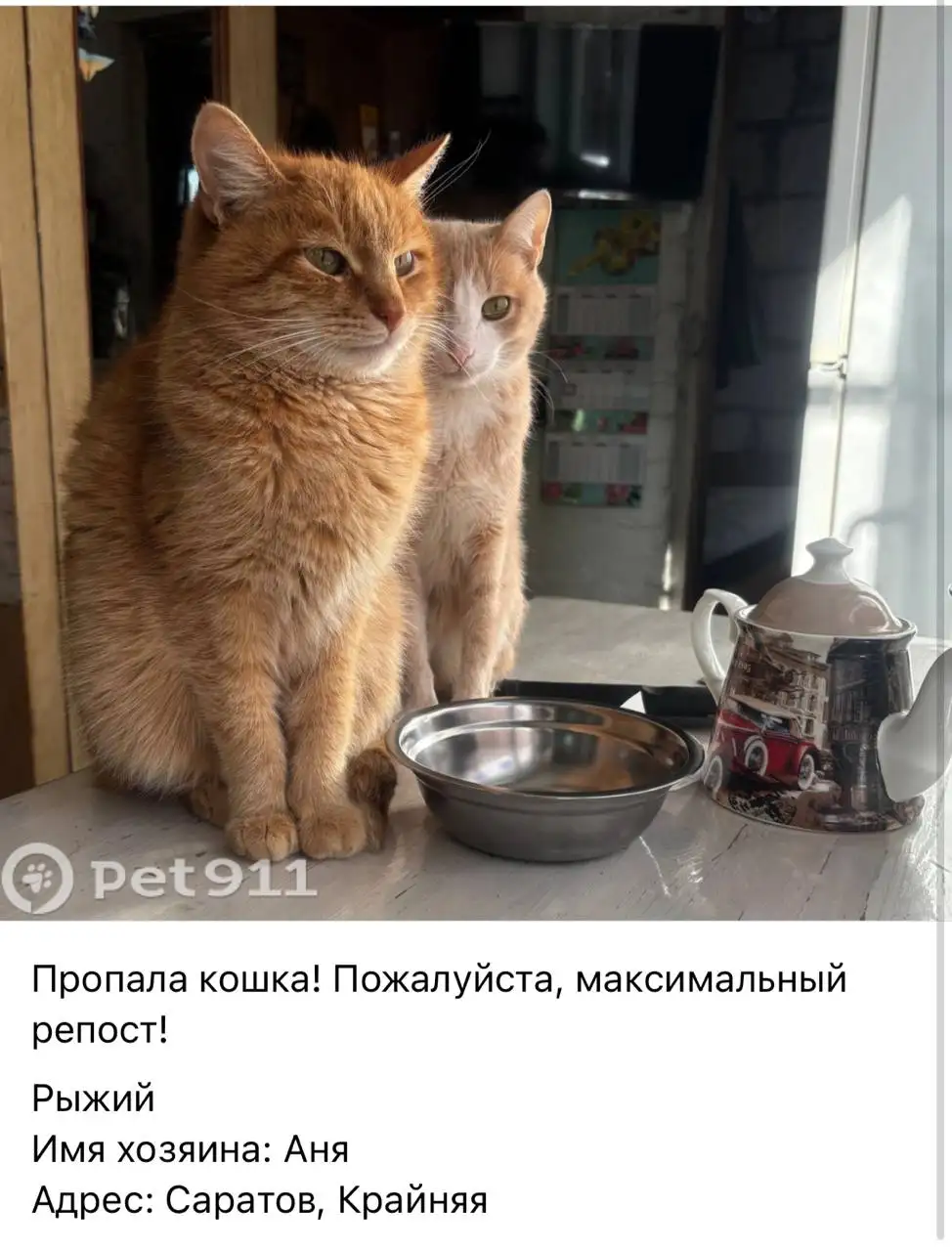 Потеряшка рыжего кота - Животные в Саратов