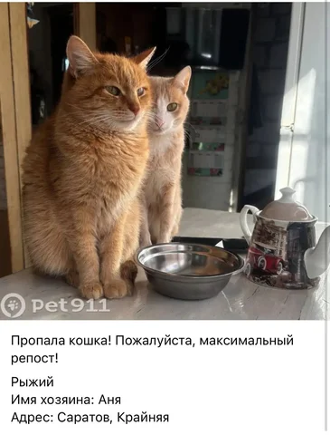 Потеряшка рыжего кота - Животные в Саратов