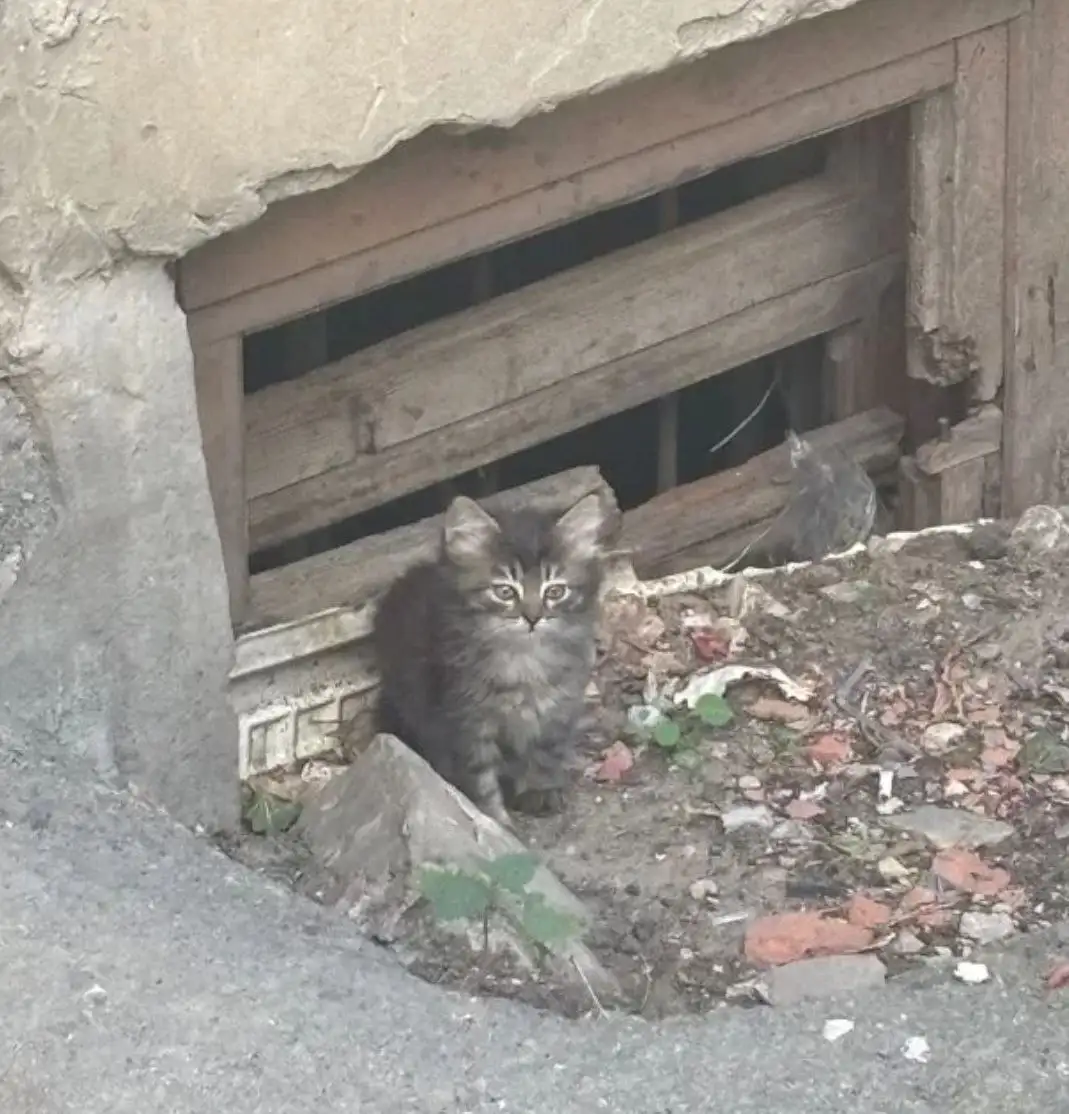 Срочно ищу дом для котенка, выброшенного на улицу - Кошки (Животные) в Саратов