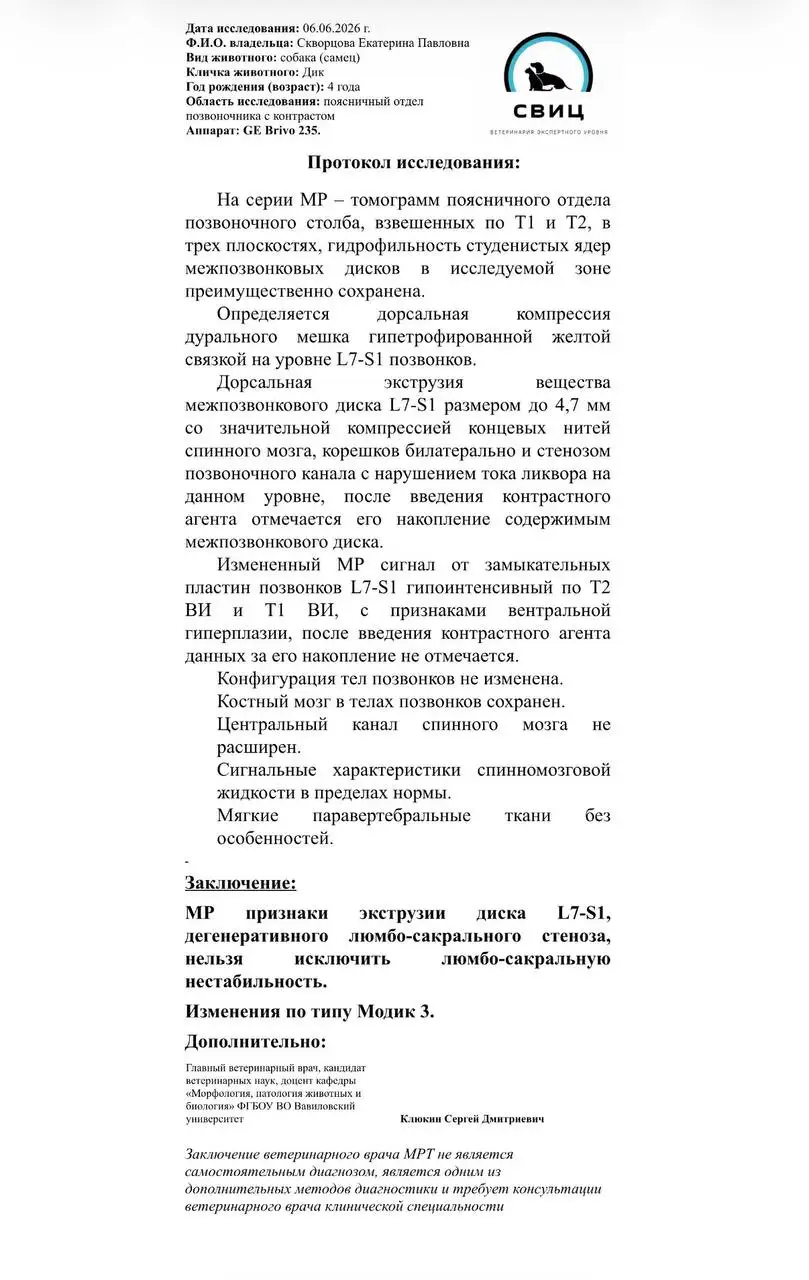 Сбор средств на МРТ для собаки Дика - Животные в Саратов