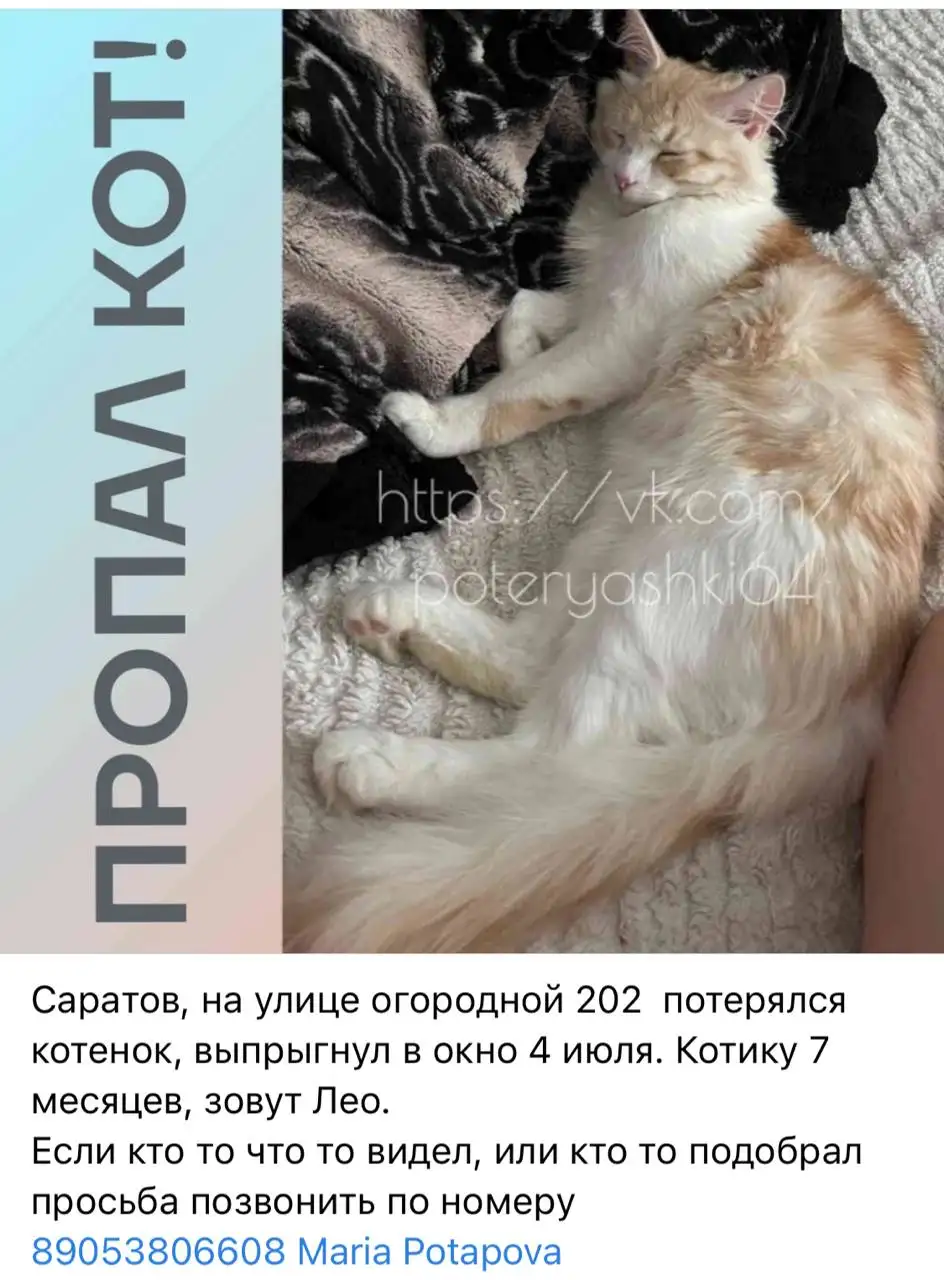 Потеряшки Саратов: рыжий/белый - null (Животные) в Саратов