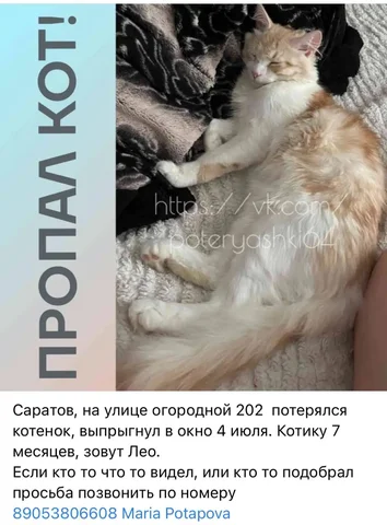 Потеряшки Саратов: рыжий/белый - Животные в Саратов