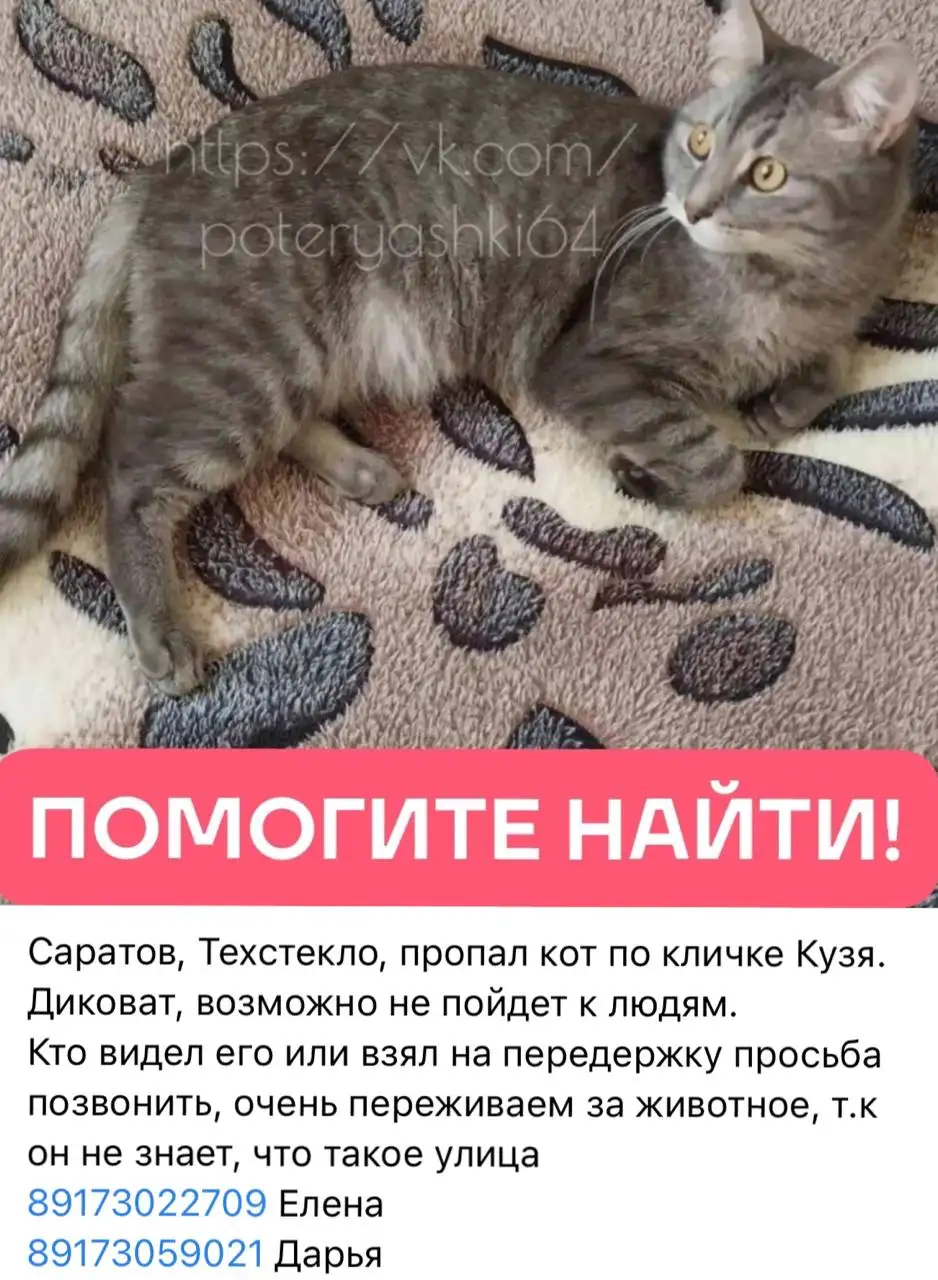 Потеряшка #серый - Потеряшки (Животные) в Саратов