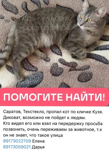 Потеряшка #серый - Животные в Саратов