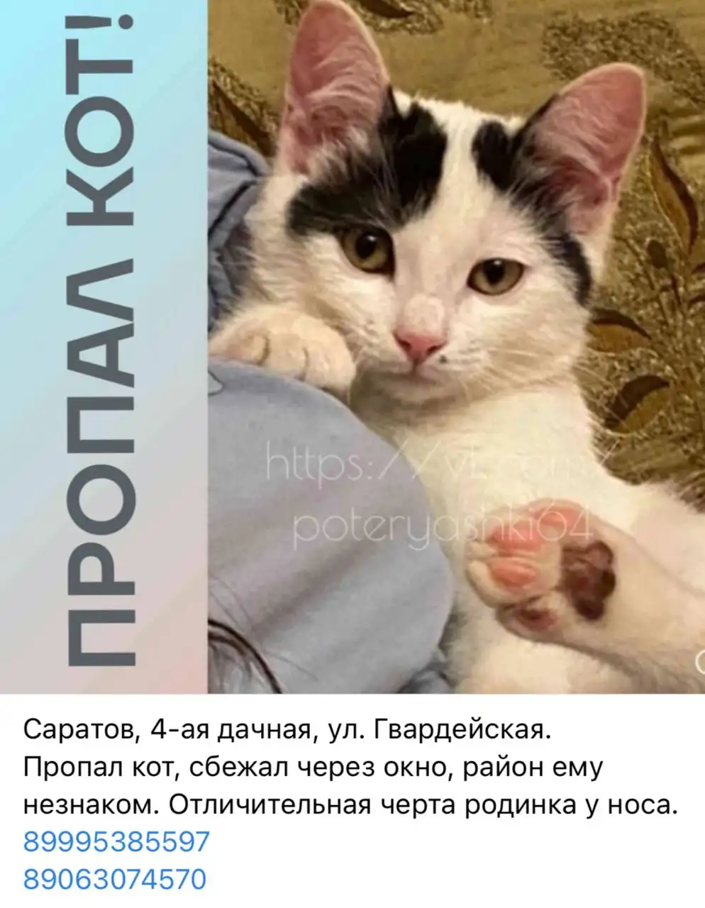 Потеряшки Саратов - Животные в Саратов