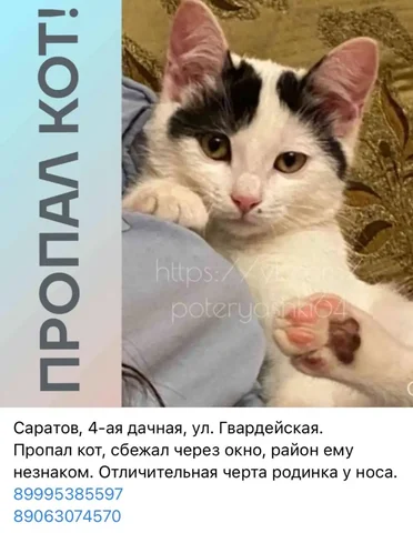 Потеряшки Саратов - Животные в Саратов