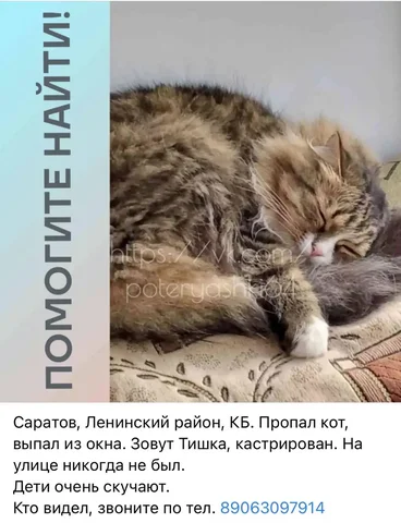 Потеряшки - лесной окрас - Животные в Саратов