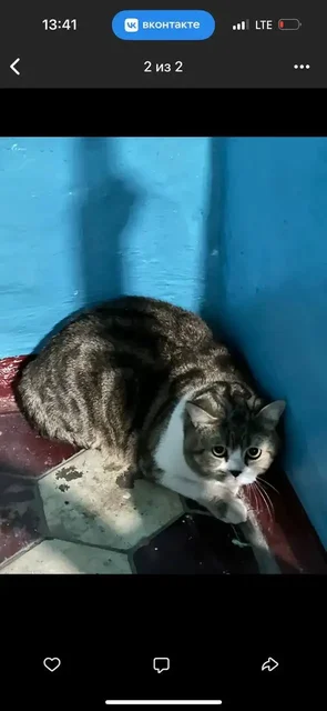 Срочно! Кошка в беде, нужна передержка - Животные в Саратов