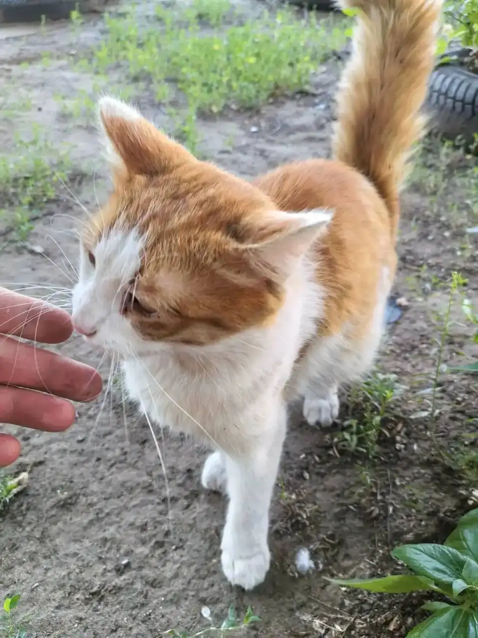 Спасение кота из посёлка Приволжский - Животные в Саратов