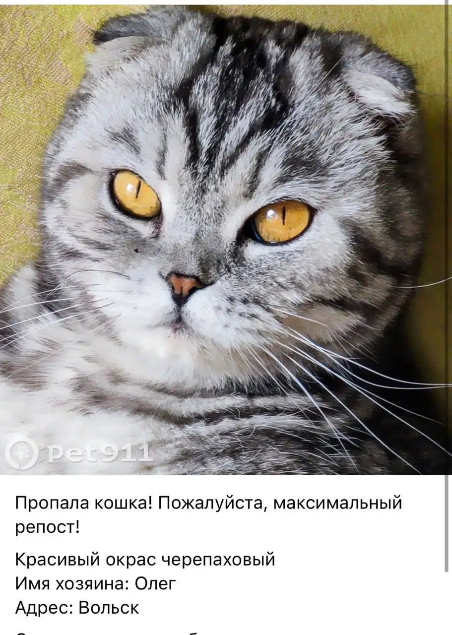 Потеряшки в Саратовской области - Животные в Вольск