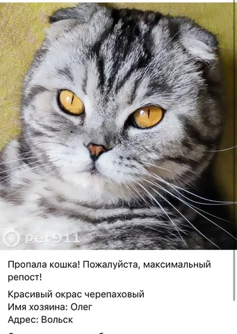 Потеряшки в Саратовской области - Птицы в Вольск