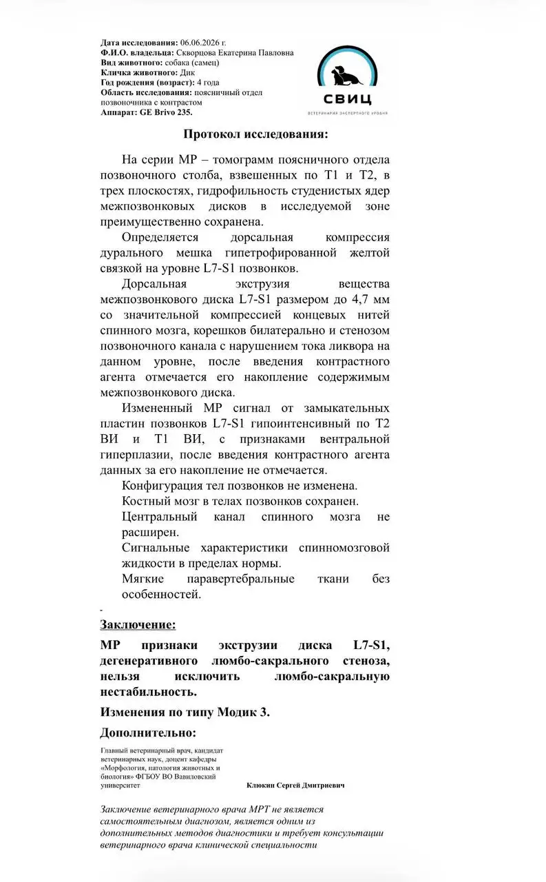 Сбор средств на лечение собаки Дика - Благотворительность (Животные) в Саратов
