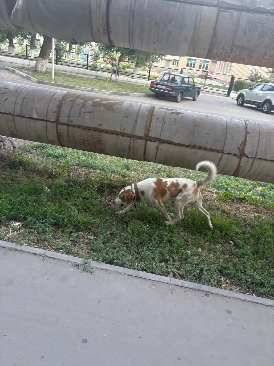 Потеряшка в Энгельсе - Животные в Энгельс