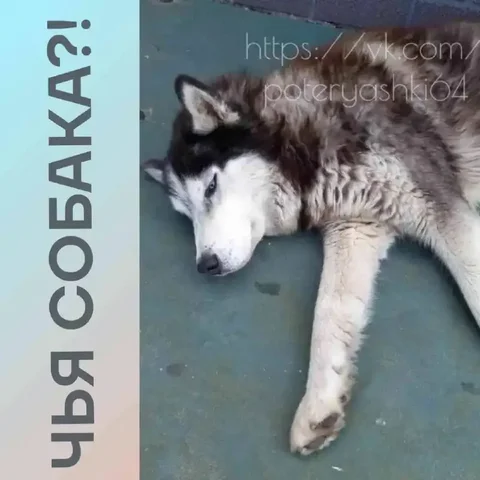 Найдена собака Хаски - Животные в Саратов