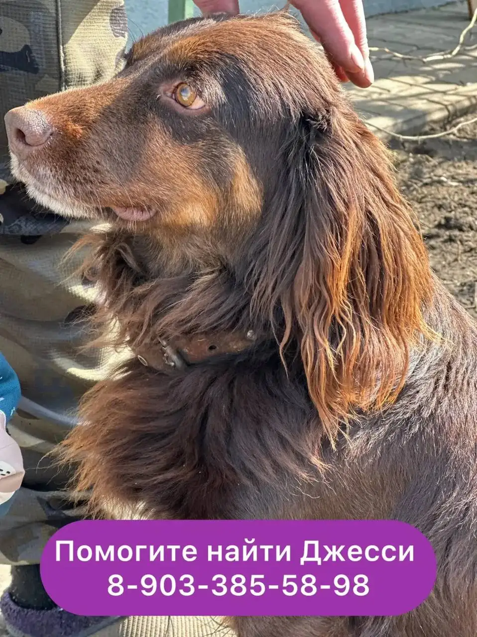 Потеряшка Джесси в Энгельсе - Потеряшки (Животные) в Энгельс