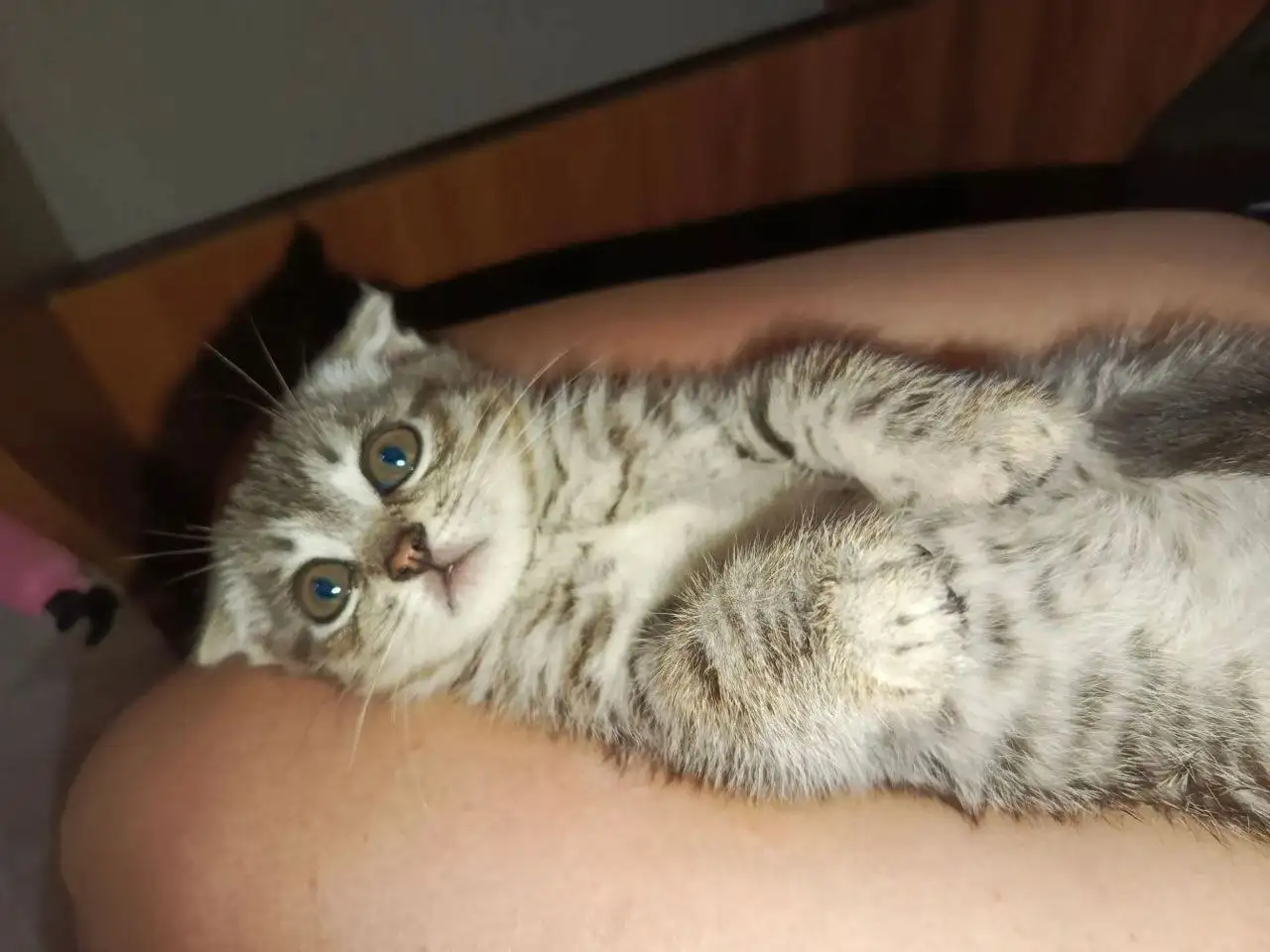 Срочно! Ищу дом для котёнка - Кошки (Животные) в Энгельс