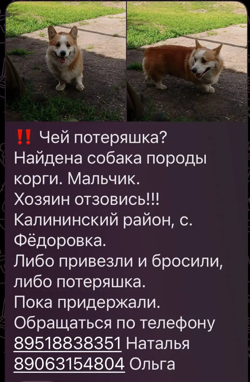 Потеряшки животных - Потеряшки (Животные) в Саратов