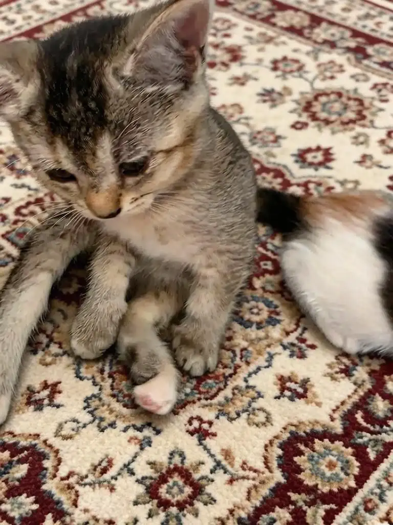Ищем семью для котят - Кошки (Животные) в Саратов