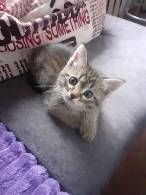 Ищем дом для котенка - Кошки в Саратов