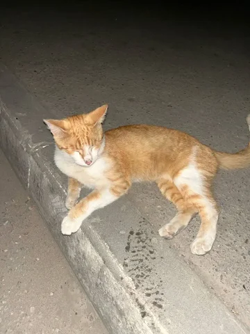 Потерялся рыжий кот - Кошки в Саратов