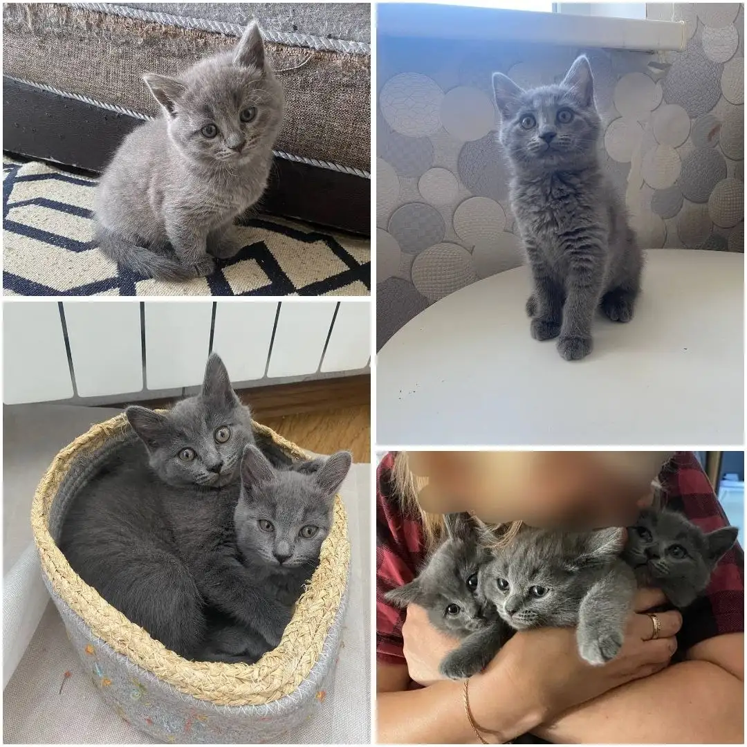Котята в добрые руки - Кошки (Животные) в Саратов