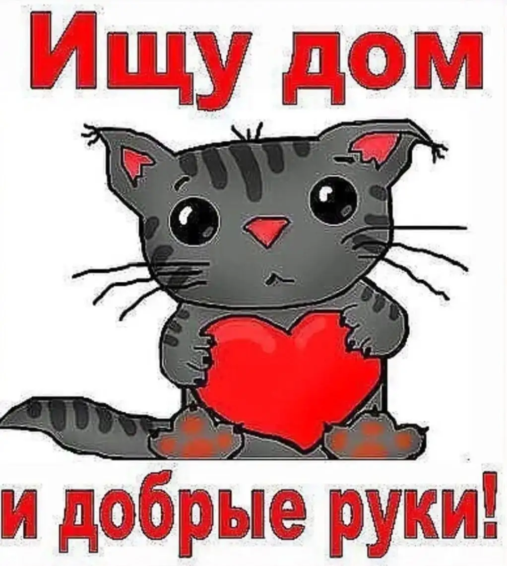 Ищет дом спасенная с улицы малышка кошечка - Кошки (Животные) в Саратов