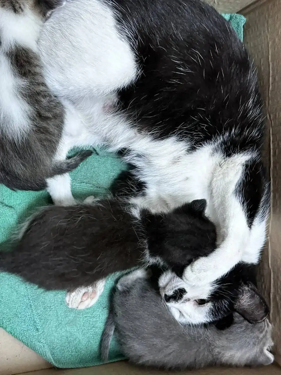 Срочно! Кошка с котятами на улице - Кошки в Саратов
