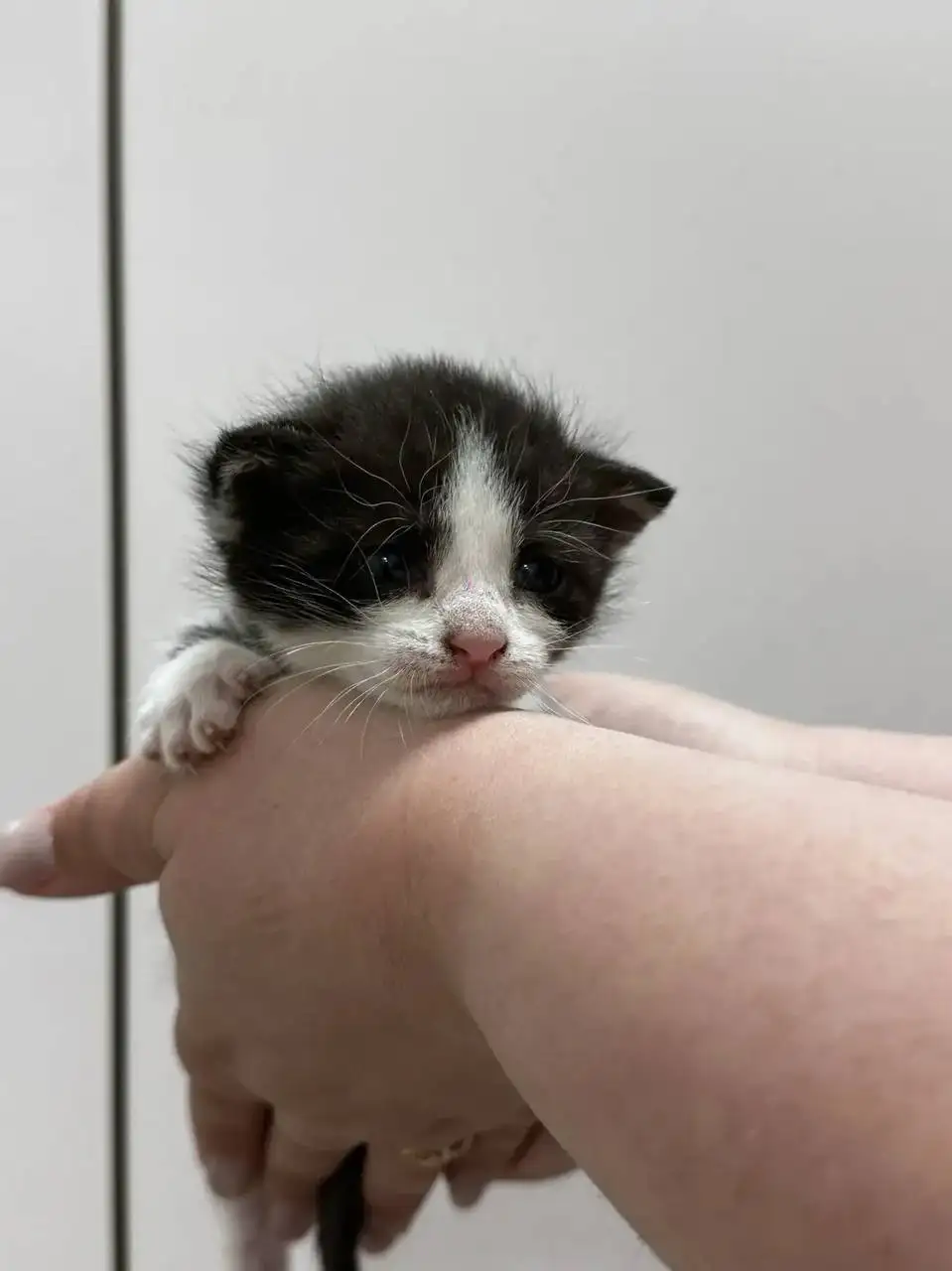 Срочно! Кошка с котятами на улице - Кошки (Животные) в Саратов