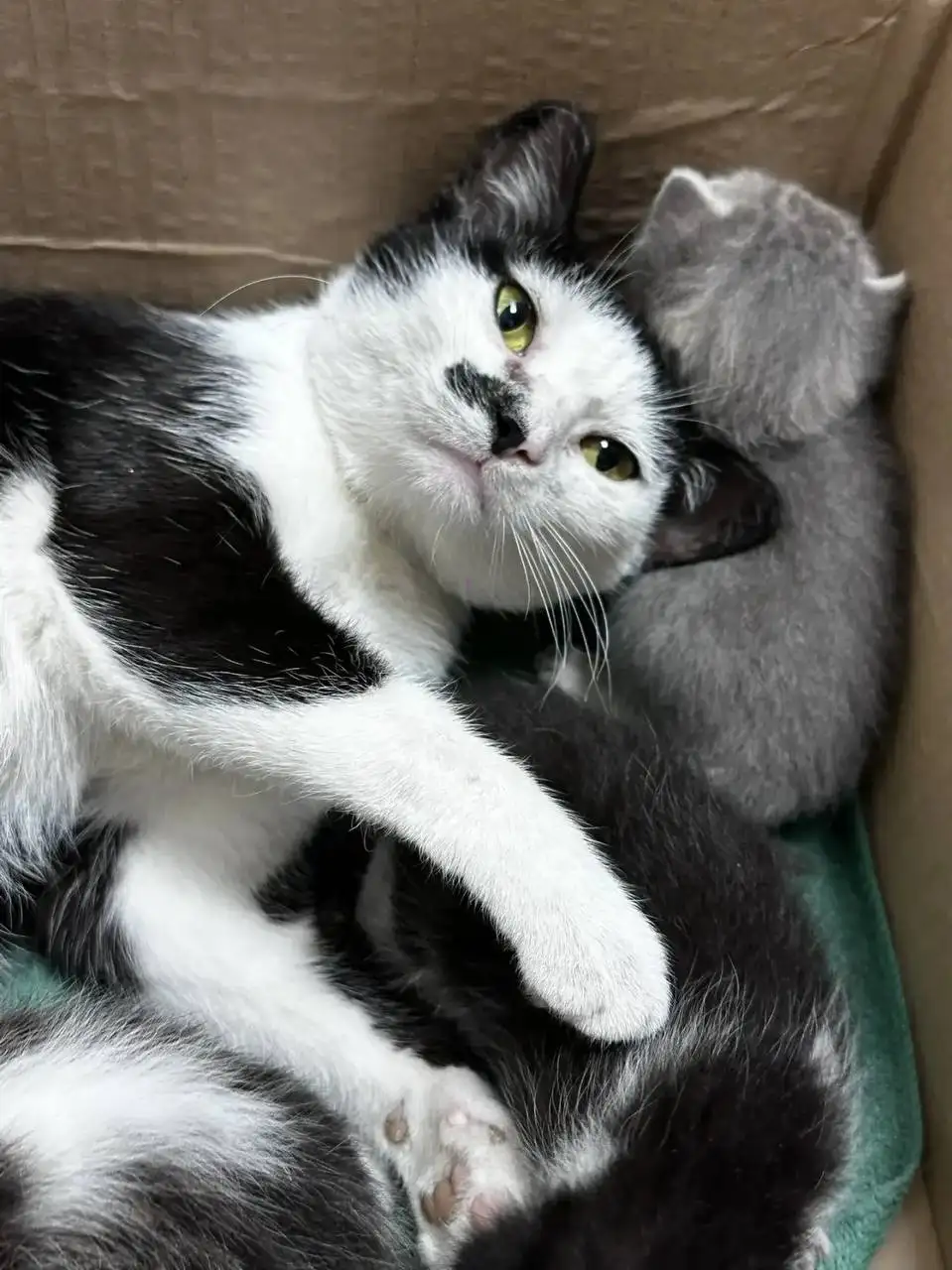 Срочно! Кошка с котятами на улице - Кошки (Животные) в Саратов