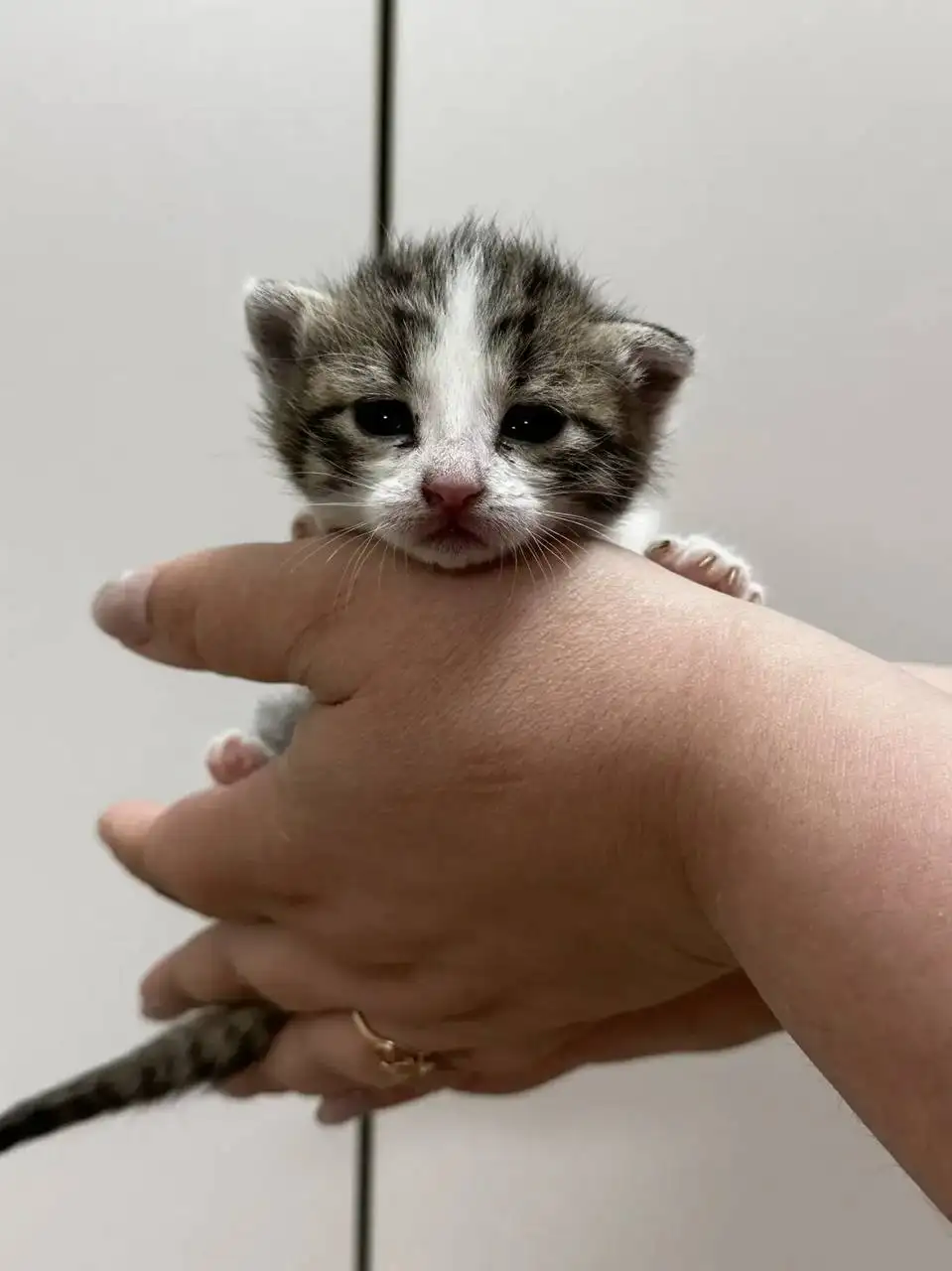 Срочно! Кошка с котятами на улице - Кошки (Животные) в Саратов
