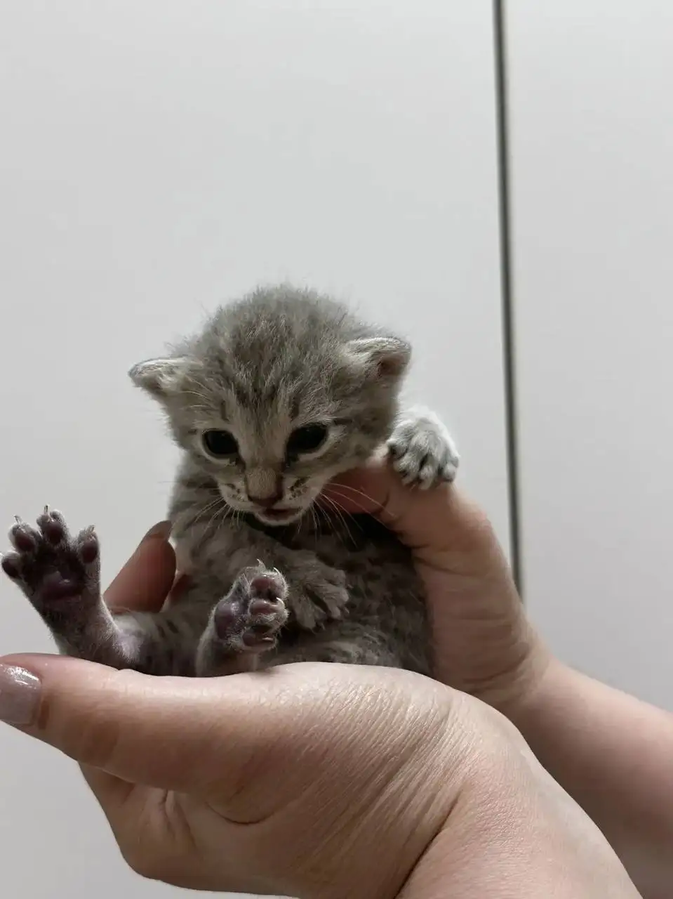 Срочно! Кошка с котятами на улице - Кошки (Животные) в Саратов