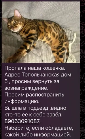 Потеряшка #бенгал - Кошки в Саратов