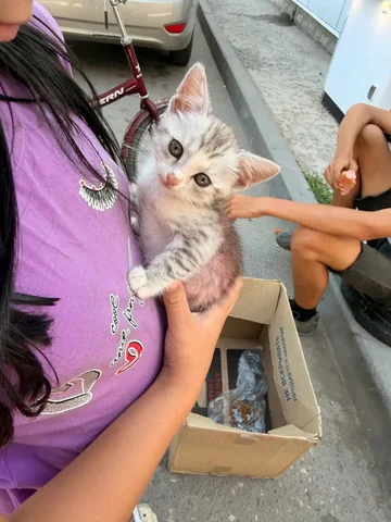 Котенок дев. бесплатно отдать - Кошки в Саратов