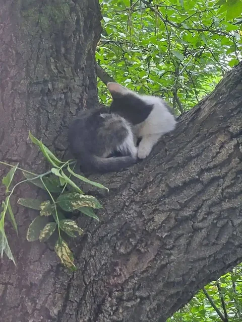 Потеряшки котята в районе Схи - Кошки в Саратов