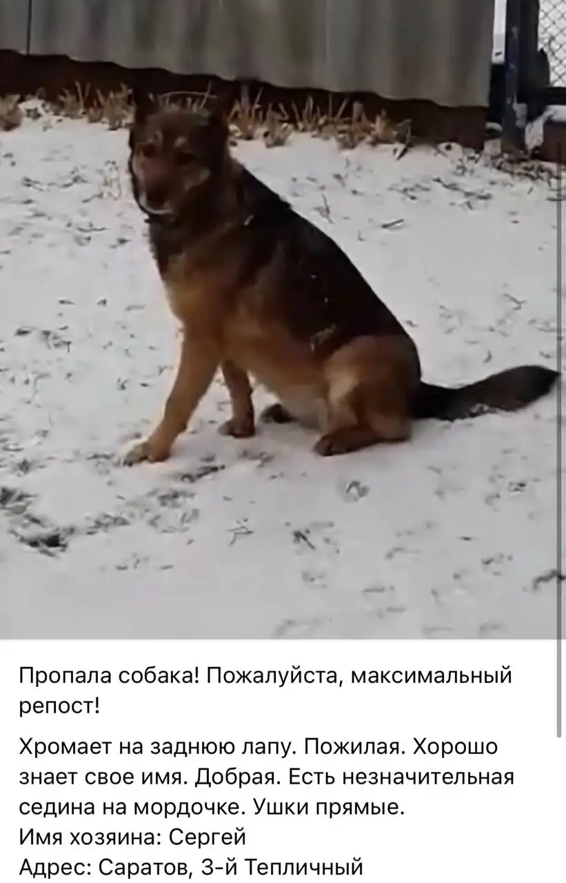 Потеряшка: тепличный, чепрачный, рыжий, черный - Животные в Саратов