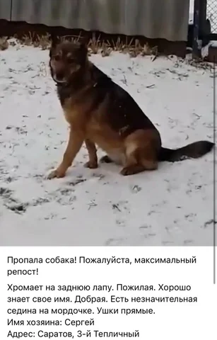 Потеряшка: тепличный, чепрачный, рыжий, черный - Птица в Саратов
