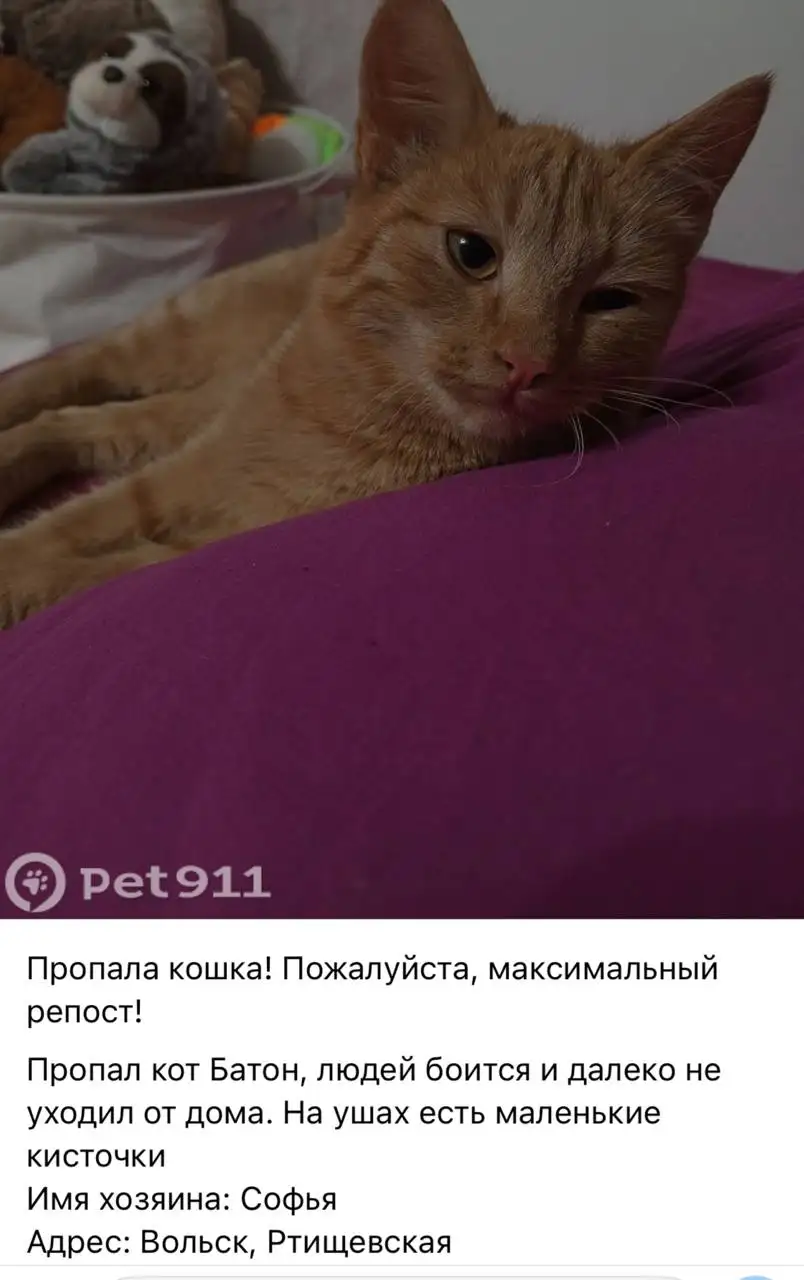 Потеряшка - null (Животные) в Саратов