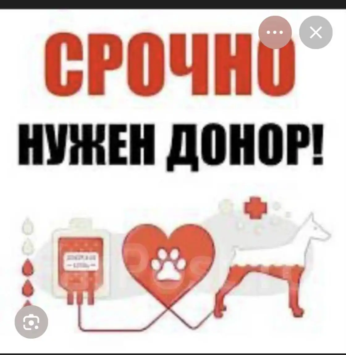 Срочно требуется донор крови для собаки - Услуги для животных (Животные) в Энгельс