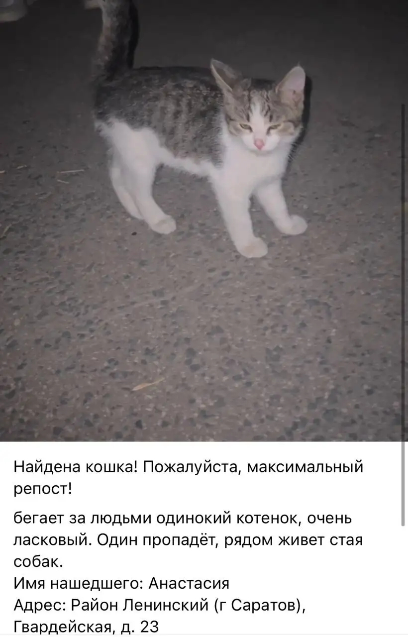Потеряшки Саратов - Животные в Саратов